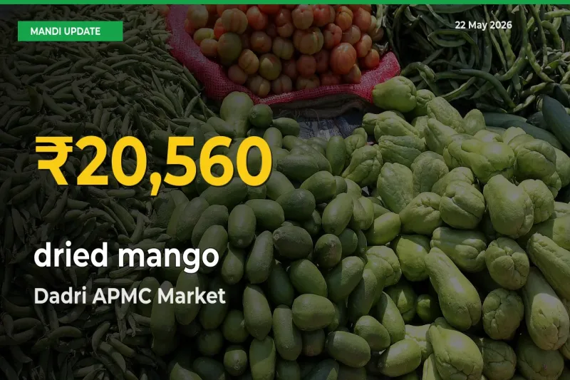 dried mango Mandi Rate Surges Today in Dadri APMC – Highest Level in 30 Days