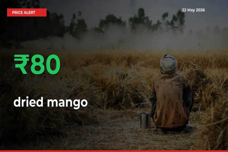 Why dried mango Prices Rose 79.79% in a Day at Mandis