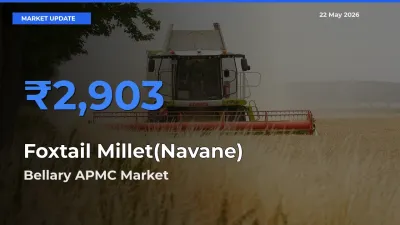 Foxtail Millet(Navane) Mandi Rate Today: Bellary APMC Tops the List