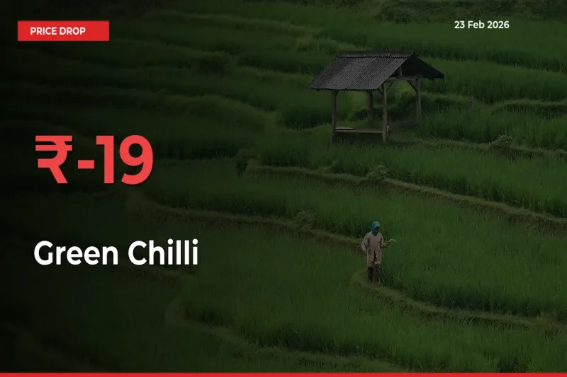 Why Green Chilli Prices Fell 18.75% in a Day at Mandis