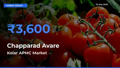 Kolar APMC Tops Chapparad Avare Rates – May 22 Market Update