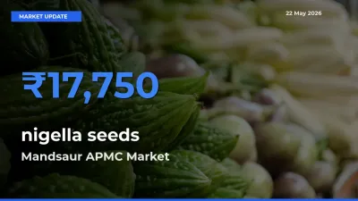 Farmers Prefer Mandsaur APMC as nigella seeds Hits Highest Rate
