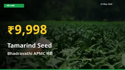 इमली का बीज के भावों में जबरदस्त उछाल, Bhadravathi APMC में नया उच्च स्तर