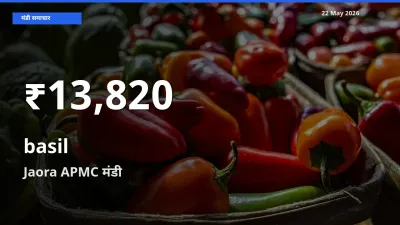 Jaora APMC में तुलसी ₹13,820 पर गिरा – 30 दिन का न्यूनतम भाव