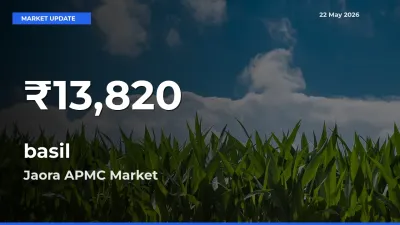 Big Drop! basil Slides to 30-Day Low at Jaora APMC
