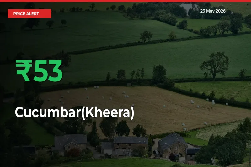 This Mandi Records 52.5% Jump in Cucumbar(Kheera) Prices