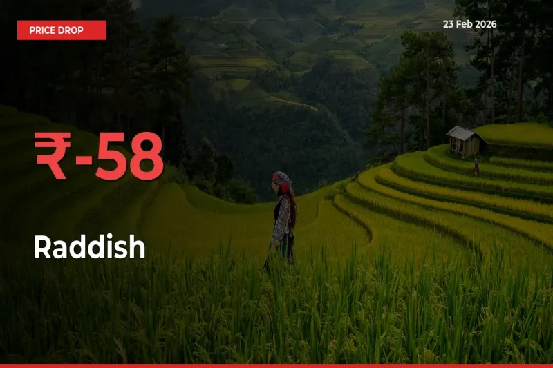 Raddish Prices Drop 58.47% – February 23 Market Update from Mandis