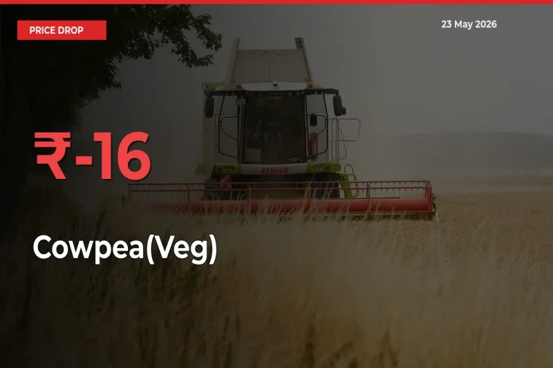 Sharp Fall! Cowpea(Veg) Prices Plunge 15.5% in a Day at Key Mandis