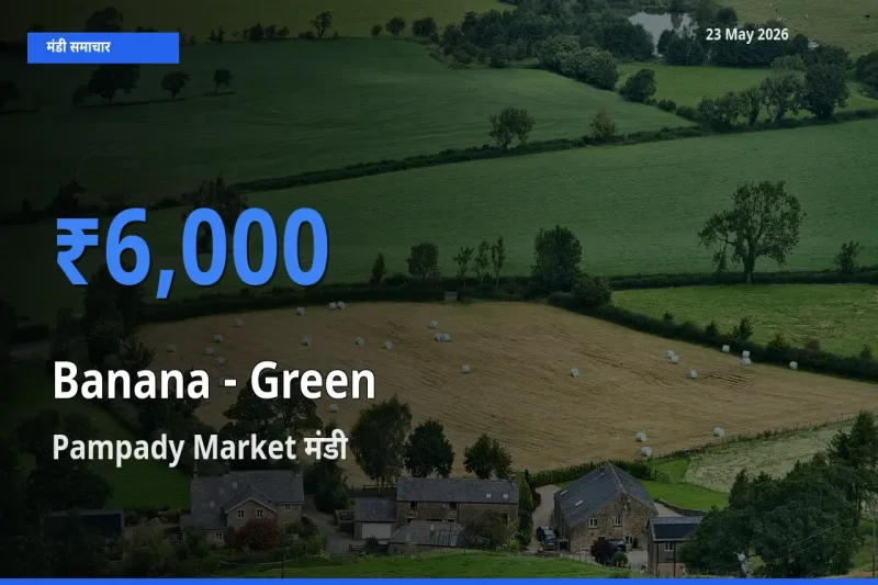 23 May अपडेट: केला - हरा के सबसे ऊँचे दाम Pampady Market मंडी में