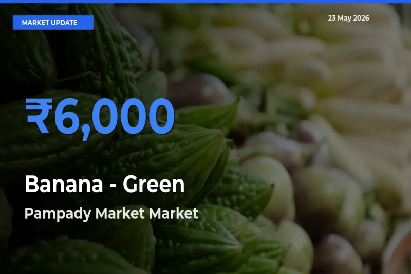 Pampady Market Tops Banana - Green Rates – May 23 Market Update