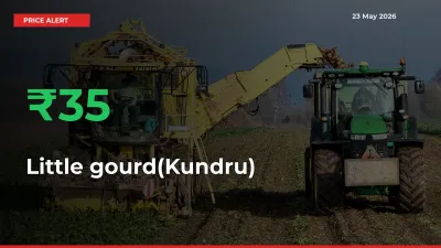 Why Little gourd(Kundru) Prices Rose 35.09% in a Day at Mandis
