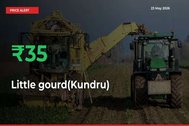 Why Little gourd(Kundru) Prices Rose 35.09% in a Day at Mandis