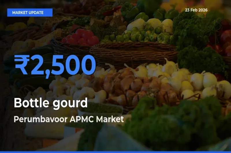 Perumbavoor APMC Records Highest ₹2,500 Rate for Bottle gourd