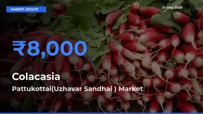 Pattukottai(Uzhavar Sandhai ) Tops Colacasia Rates – May 23 Market Update
