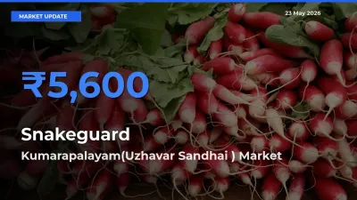 Snakeguard Mandi Rate Today: Kumarapalayam(Uzhavar Sandhai ) Tops the List
