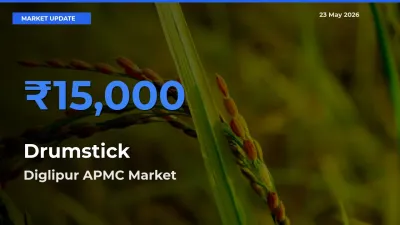 Drumstick Mandi Rate Today: Diglipur APMC Tops the List