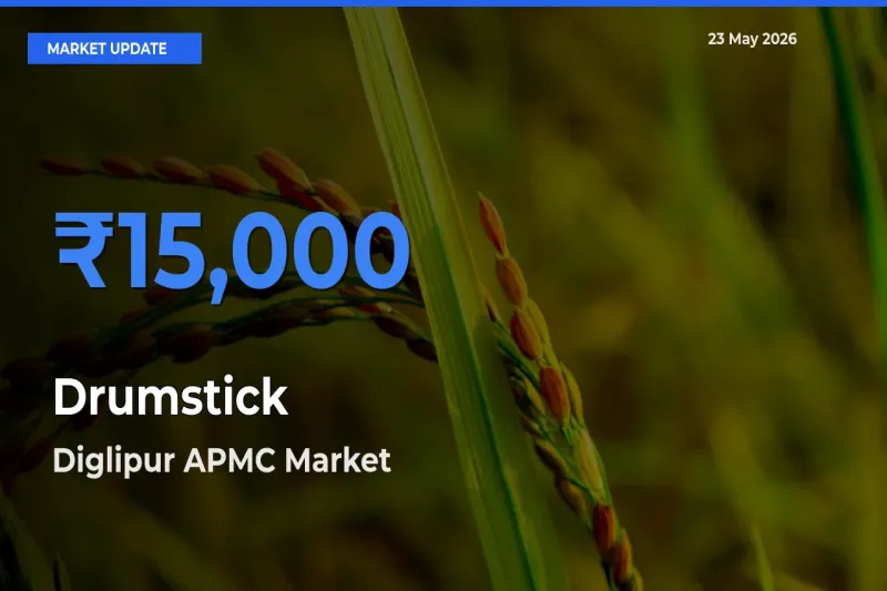 Drumstick Mandi Rate Today: Diglipur APMC Tops the List