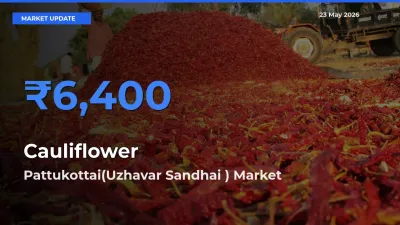 Pattukottai(Uzhavar Sandhai ) Tops Cauliflower Rates – May 23 Market Update
