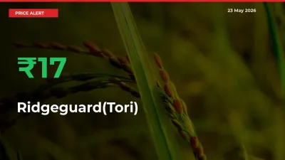 Farmers Cheer as Ridgeguard(Tori) Prices Surge 16.84% in Local Mandis
