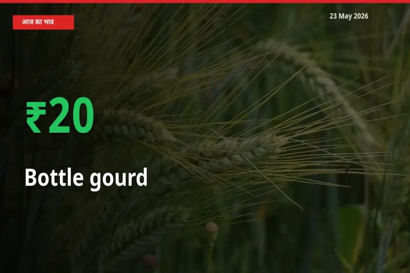 लौकी 19.65% उछला, मंडी