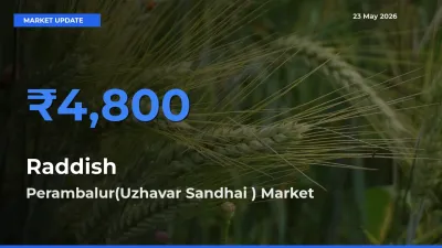 Perambalur(Uzhavar Sandhai ) Records Highest ₹4,800 Rate for Raddish
