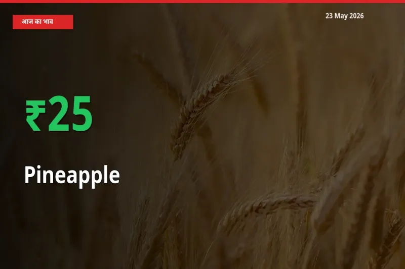 अचानक तेजी! मंडी में अनानास के दाम 24.95% चढ़े