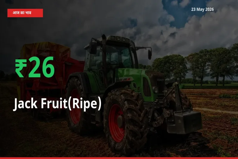 23 May अपडेट: पका कटहल के दाम मंडी में 26.01% उछले