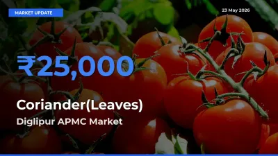 Diglipur APMC Tops Coriander(Leaves) Rates – May 23 Market Update