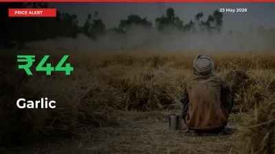 43.75% Spike in Garlic Prices – Mandi Sees Sudden Rally