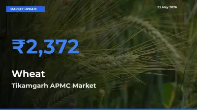 Tikamgarh APMC Tops Wheat Rates – May 23 Market Update