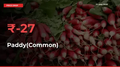 Sudden Shock! Paddy(Common) Drops 26.71% in 24 Hours at Top Mandis