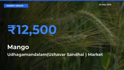 Farmers Prefer Udhagamandalam(Uzhavar Sandhai ) as Mango Hits Highest Rate