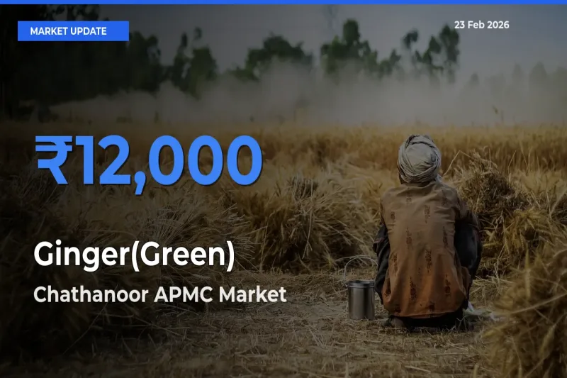 Chathanoor APMC Tops Ginger(Green) Rates – February 23 Market Update