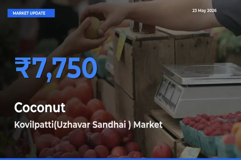 Kovilpatti(Uzhavar Sandhai ) Leads as Top Mandi for Coconut Prices