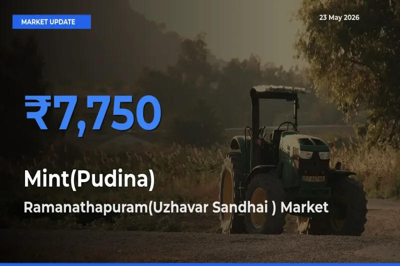 Mint(Pudina) Mandi Rate Today: Ramanathapuram(Uzhavar Sandhai ) Tops the List
