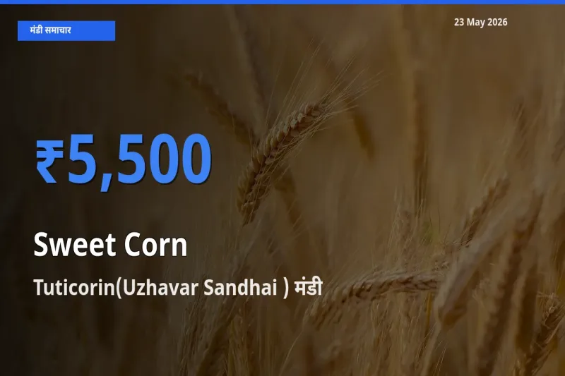 बाज़ार संकेत: Tuticorin(Uzhavar Sandhai ) बना स्वीट कॉर्न के लिए आज की टॉप मंडी