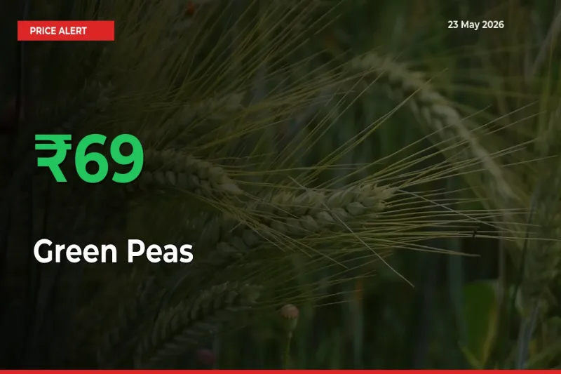 Green Peas Mandi Rate Today: Prices Jump 68.92% at Market