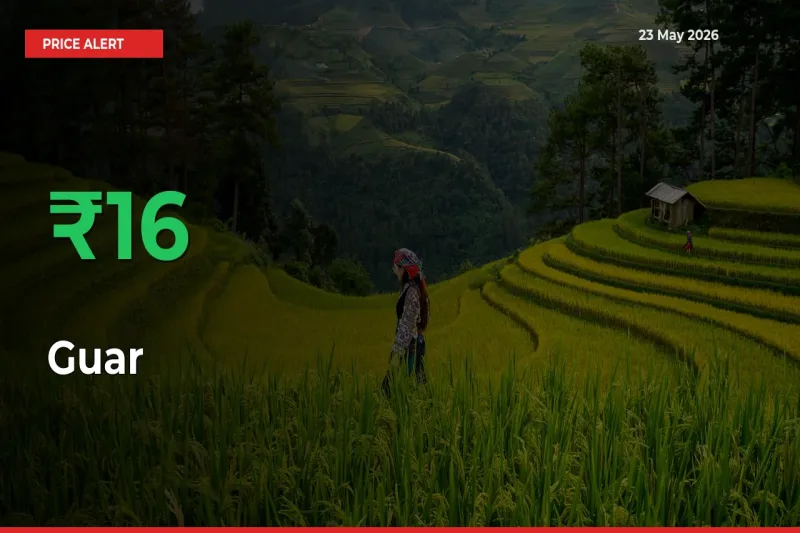 Guar Rises 16.18% at Mandis