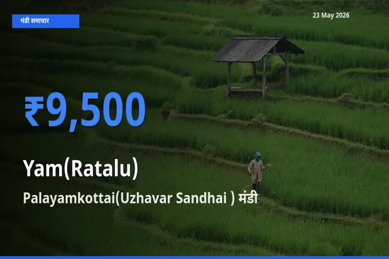 किसानों की पसंद बना Palayamkottai(Uzhavar Sandhai ), रतालू (रतलू) के सबसे अच्छे दाम