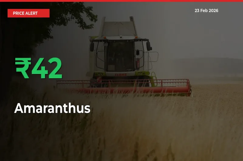 Big Rally! Amaranthus Climbs 42.39% in 24 Hours at Top Mandis