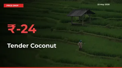 Sharp Fall! Tender Coconut Prices Plunge 24.25% in a Day at Key Mandis