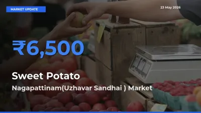 Nagapattinam(Uzhavar Sandhai ) Tops Sweet Potato Mandi Rates Today