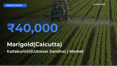 Farmers Prefer Kallakurichi(Uzhavar Sandhai ) as Marigold(Calcutta) Hits Highest Rate