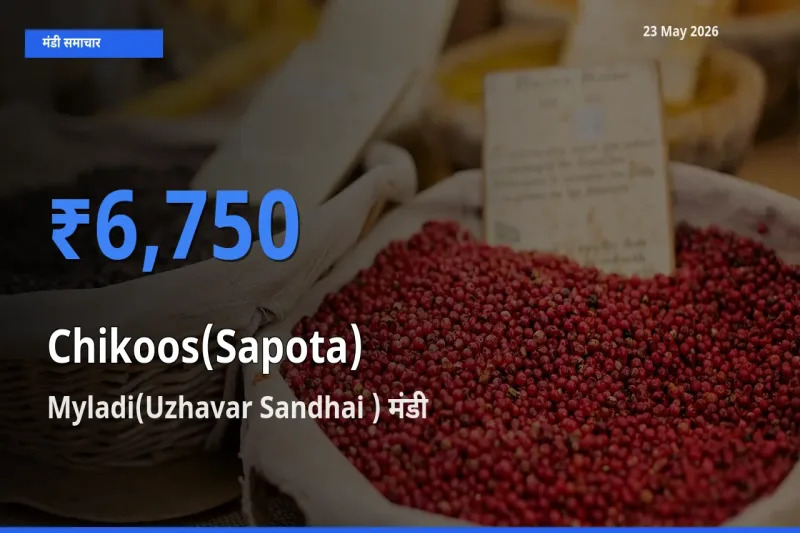 आज का मंडी भाव: चीकू के सबसे ज़्यादा दाम Myladi(Uzhavar Sandhai ) में