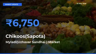 Myladi(Uzhavar Sandhai ) Offers ₹6,750 – Highest Chikoos(Sapota) Rate Today