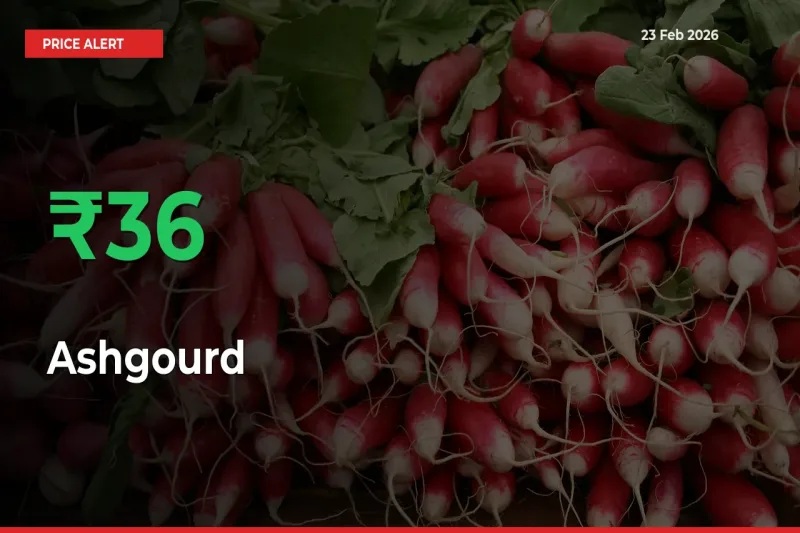 Why Ashgourd Prices Rose 36.29% in a Day at Mandis