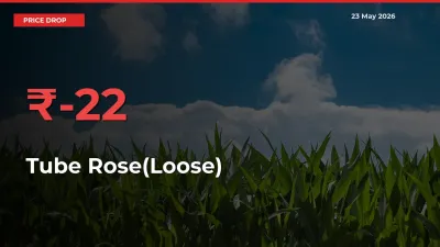 Farmers Alert as Tube Rose(Loose) Prices Slide 22.01% in Local Mandis