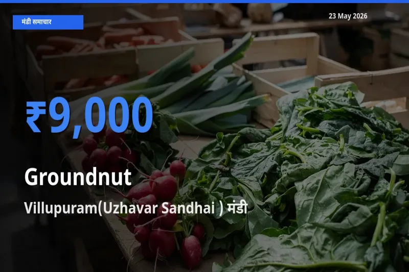 बाज़ार संकेत: Villupuram(Uzhavar Sandhai ) बना मूंगफली के लिए आज की टॉप मंडी