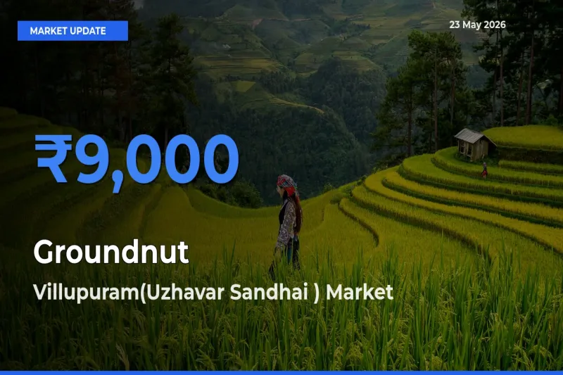 Market Watch: Villupuram(Uzhavar Sandhai ) Becomes Top Mandi for Groundnut