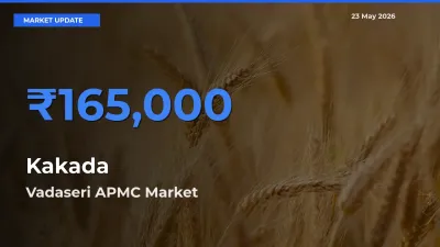 Market Watch: Vadaseri APMC Becomes Top Mandi for Kakada